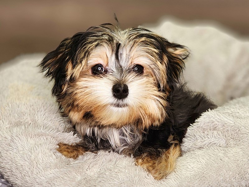 Morkie Dog Female Blk 18295