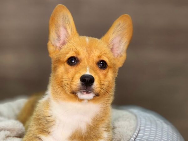 Pembroke Welsh Corgi Dog Female Rd Wht 18382 Petland Iowa City, Iowa