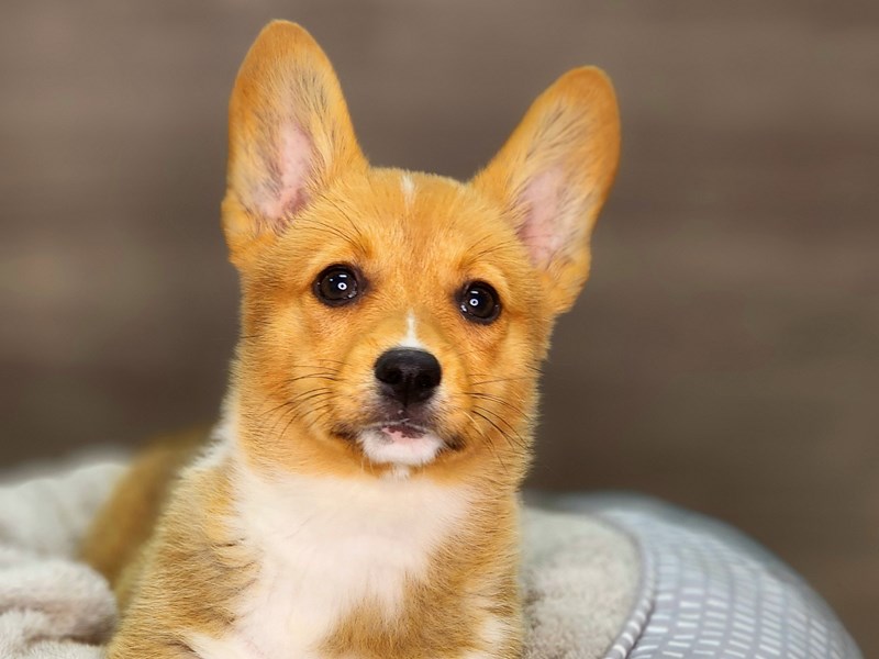 Pembroke Welsh Corgi Dog Female Rd Wht 18382