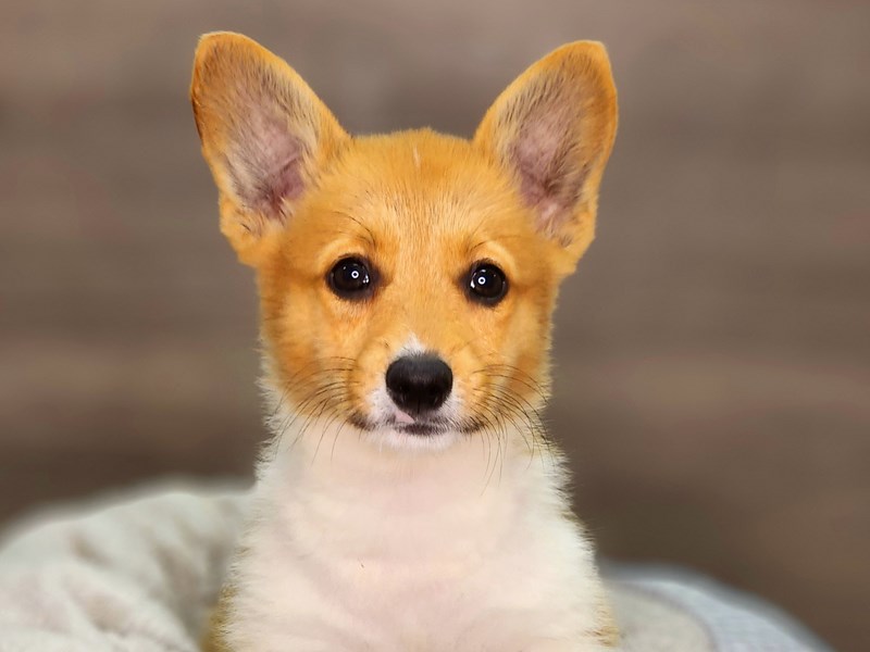 Pembroke Welsh Corgi Dog Male Rd Wht 18383