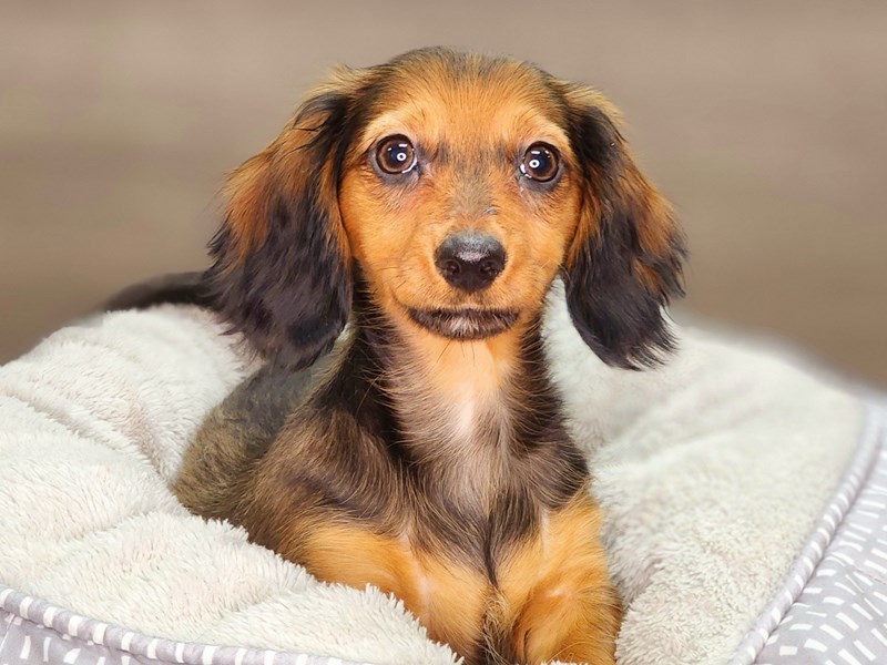 DachshundDogFemale3838138Petland Iowa City, Iowa