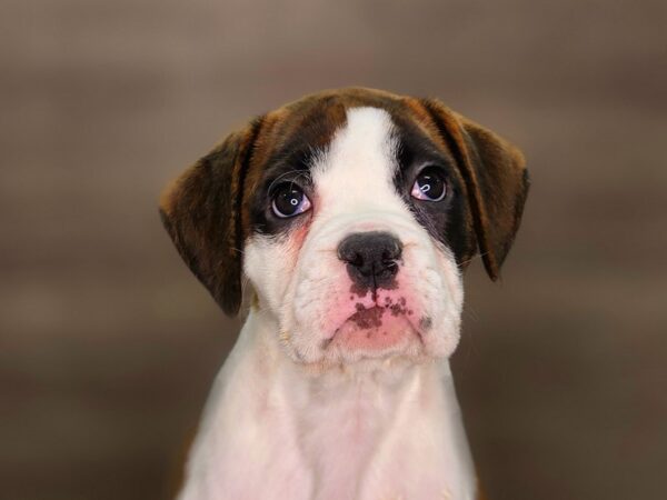 Boxer Dog Female Brindle / White 18369 Petland Iowa City, Iowa