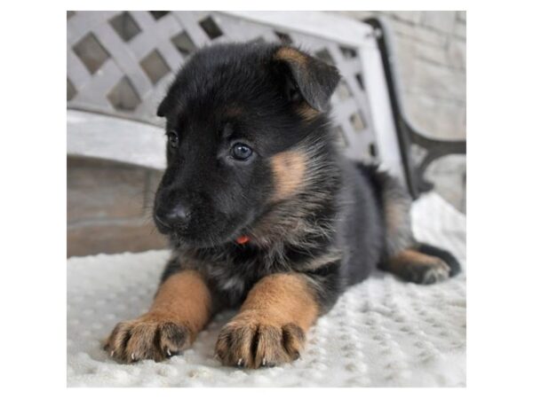 German Shepherd Dog Female Black / Tan 18393 Petland Iowa City, Iowa