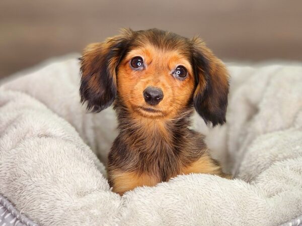 Dachshund-Dog-Female--18379-Petland Iowa City, Iowa