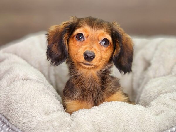 Dachshund Dog Female 18379 Petland Iowa City, Iowa