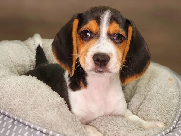 Beagle Dog Male Black Tan / White 18390 Petland Iowa City, Iowa