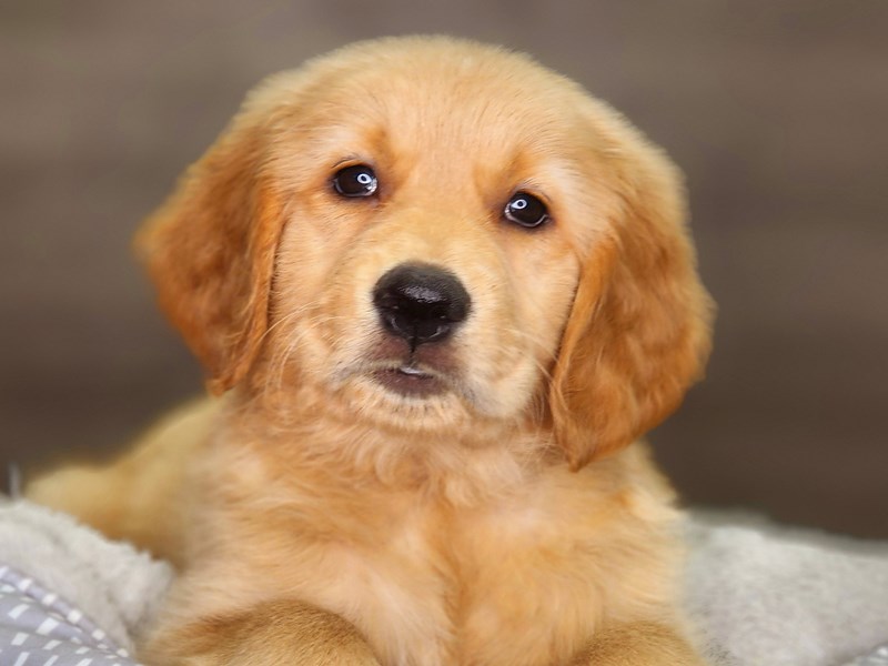 Golden Retriever Dog Female Golden 18385
