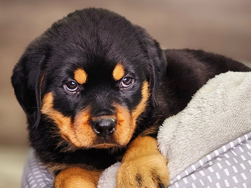 Rottweiler Dog Male Black / Mahogany 18405