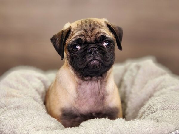 Pug Dog Female Fawn 18404 Petland Iowa City, Iowa