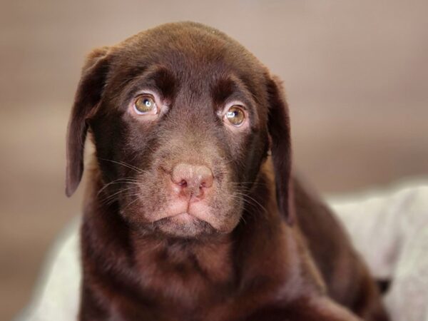 Labrador Retriever Dog Female Chocolate 18402 Petland Iowa City, Iowa