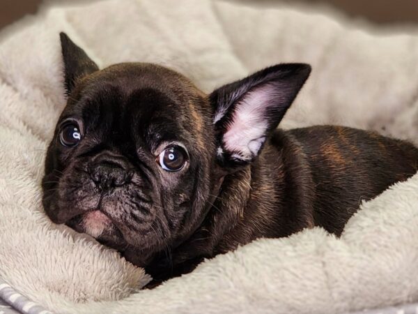 French Bulldog-Dog-Female-brdl-18397-Petland Iowa City, Iowa