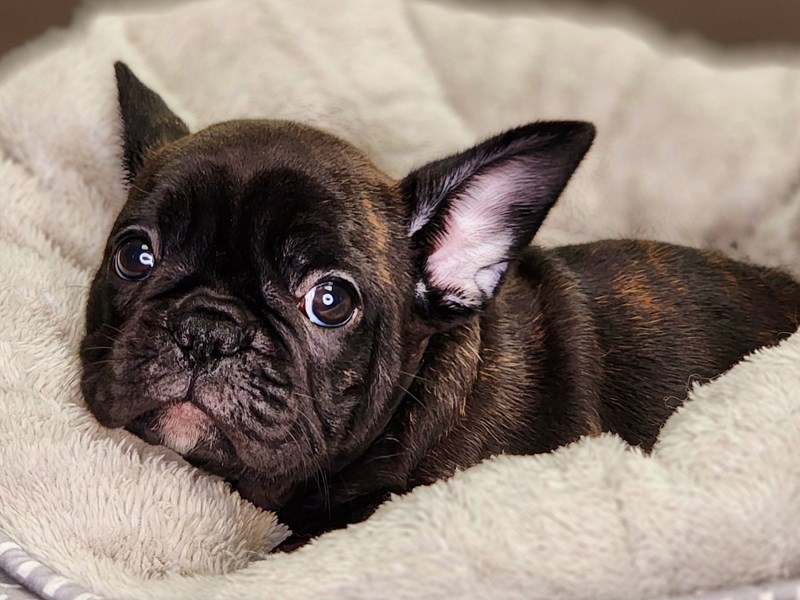 French Bulldog Dog Female brdl 18397