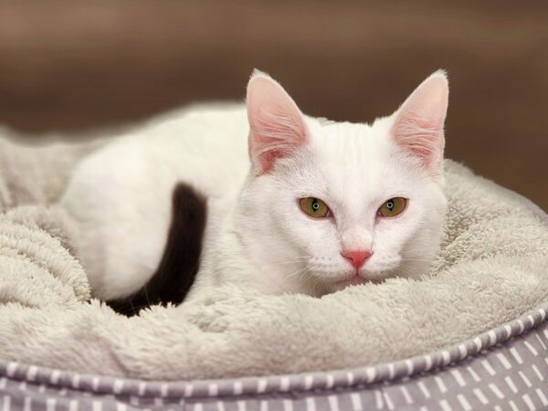 Domestic Short Hair-Cat-Male-White w/ Black Tail-18353-Petland Iowa City, Iowa