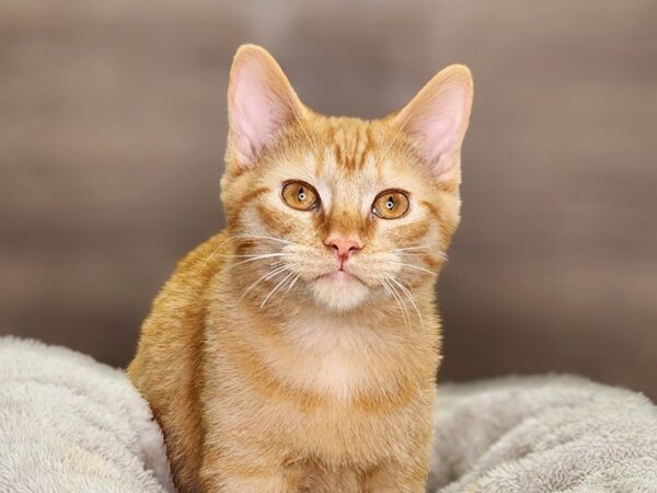 Domestic Short Hair-Cat-Male-Orange-18352-Petland Iowa City, Iowa