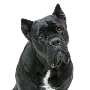 Petland Iowa City, Iowa Cane Corso