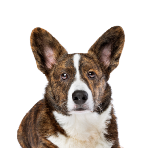 Petland Iowa City, Iowa Cardigan Welsh Corgi
