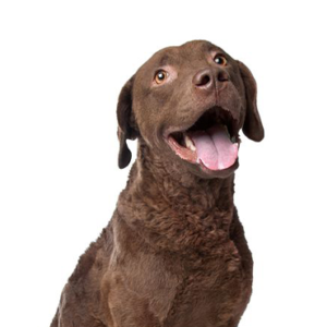 Petland Iowa City, Iowa Chesapeake Bay Retriever