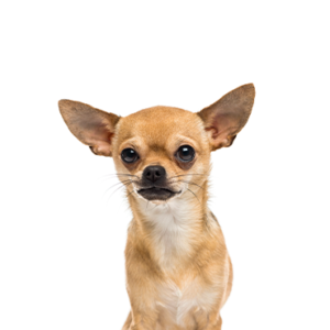 Petland Iowa City, Iowa Chihuahua
