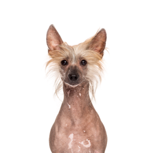 Petland Iowa City, Iowa Chinese Crested