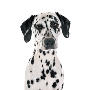 Petland Iowa City, Iowa Dalmatian