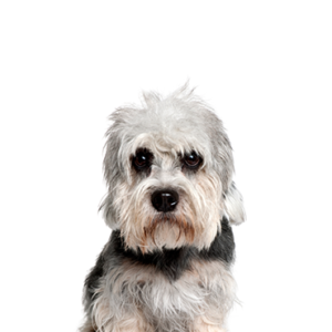 Petland Iowa City, Iowa Dandie Dinmont Terrier