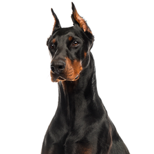 Petland Iowa City, Iowa Doberman Pinscher