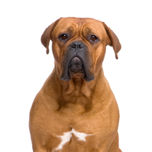 Petland Iowa City, Iowa Dogue de Bordeaux