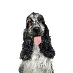 Petland Iowa City, Iowa English Cocker Spaniel