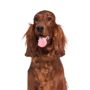 Petland Iowa City, Iowa Irish Setter