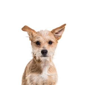 Petland Iowa City, Iowa Chipoo