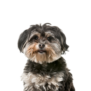 Petland Iowa City, Iowa Shih Poo