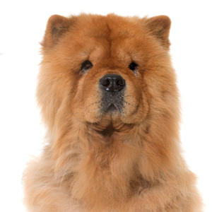 Petland Iowa City, Iowa Chow Chow