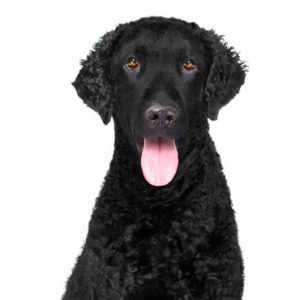 Petland Iowa City, Iowa Curly-Coated Retriever