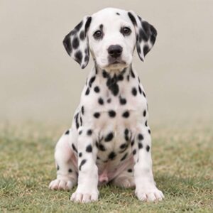 Spotted white coat, standing proudly with alert expression and perked ears