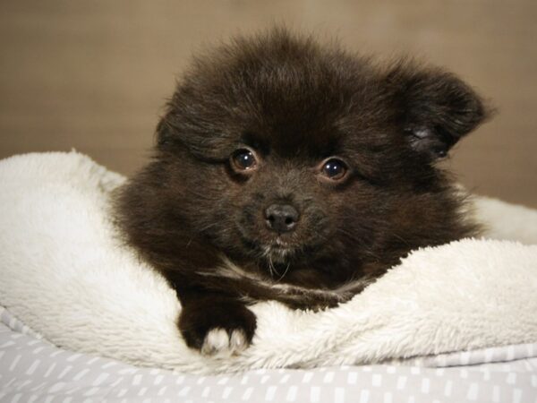 Pomeranian Dog Male Blk/Wh 18204 Petland Iowa City, Iowa