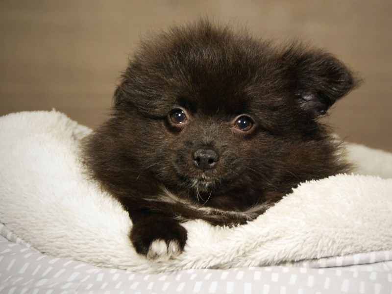 Pomeranian Dog Male Blk/Wh 18204
