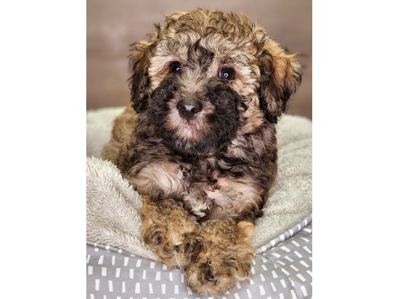 Havanese Dog Male br/blk 18233