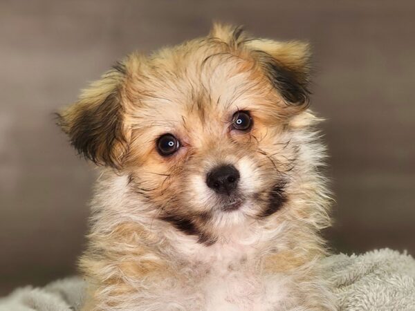 Pomachon-Dog-Male--18254-Petland Iowa City, Iowa