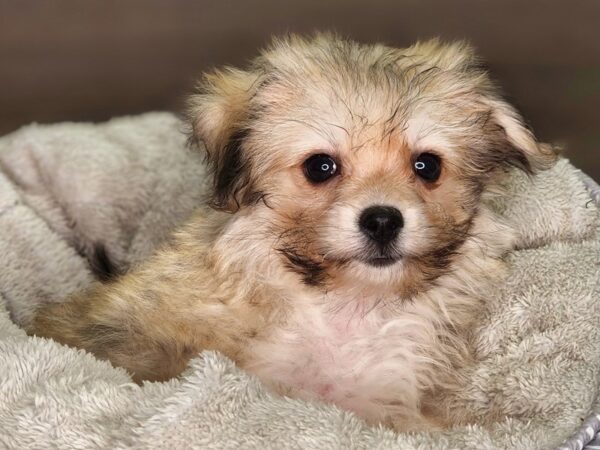 Pomachon-Dog-Female--18256-Petland Iowa City, Iowa