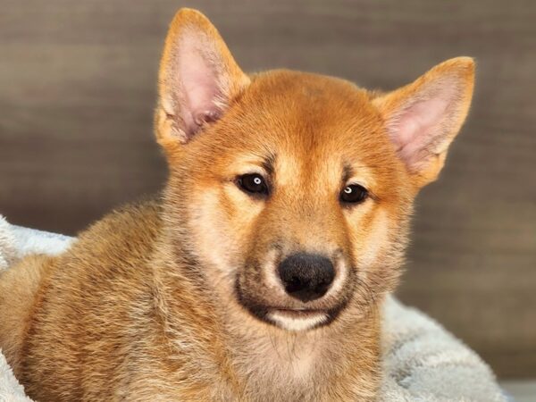 Shiba Inu Dog Male Red / White 18270 Petland Iowa City, Iowa