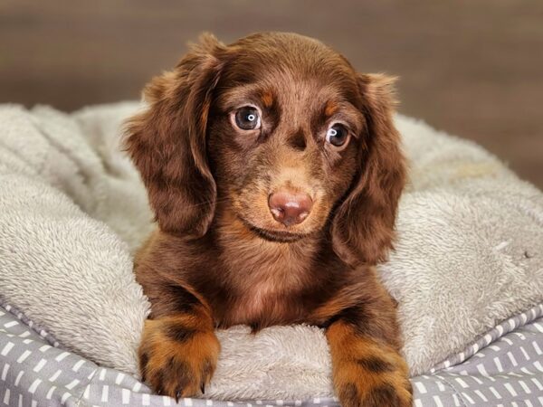 Dachshund-Dog-Male-Chocolate and Tan-18278-Petland Iowa City, Iowa