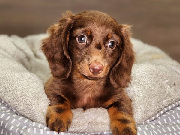 Dachshund Dog Male Chocolate and Tan 18278 Petland Iowa City, Iowa