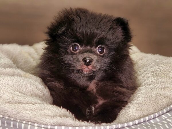 Pomeranian Dog Male Blk 18286 Petland Iowa City, Iowa