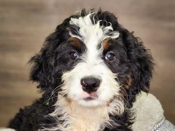 Bernadoodle-Dog-Female-Tri-Colored-18319-Petland Iowa City, Iowa