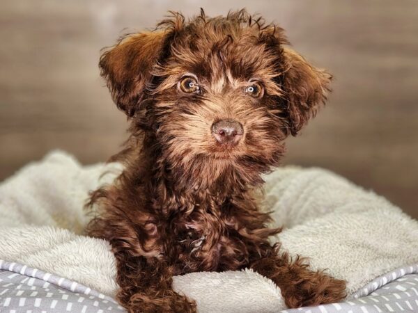 Schnoodle Dog Female Chlt 18331 Petland Iowa City, Iowa