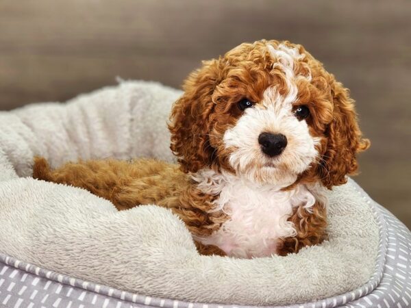 Poodle Dog Male Red / White 18337 Petland Iowa City, Iowa