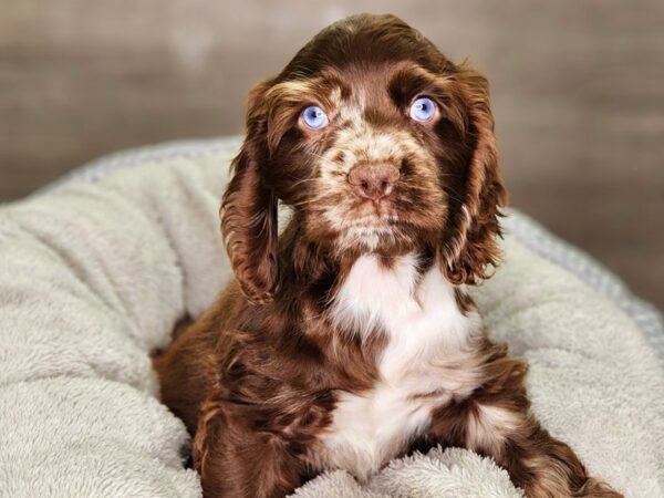 Cocker Spaniel-Dog-Male-choc mrl-18332-Petland Iowa City, Iowa