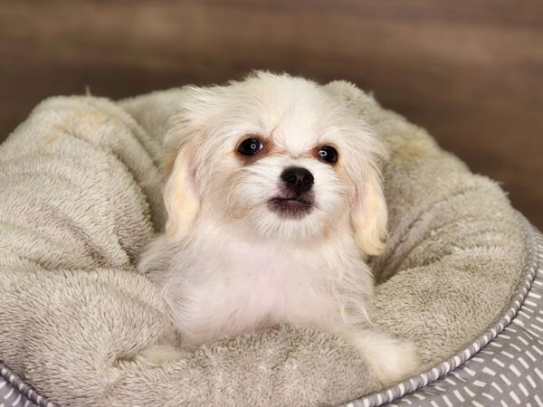 Shih Tzu/Havanese Dog Female cream 18351 Petland Iowa City, Iowa