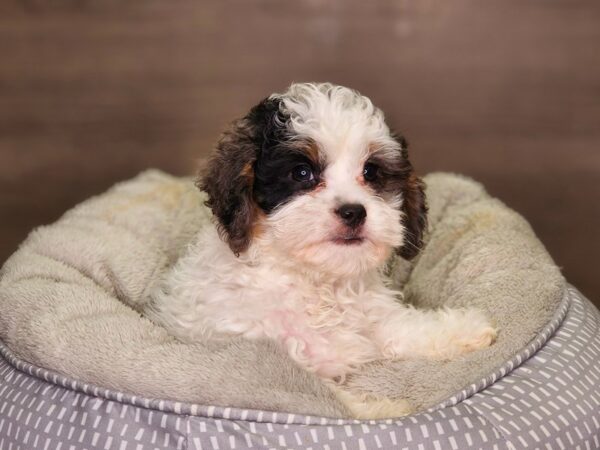 Bernadoodle Mini Dog Male Blue Merle 18361 Petland Iowa City, Iowa