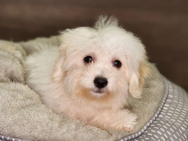 Shih Tzu/Havanese-Dog-Male-cream-18349-Petland Iowa City, Iowa